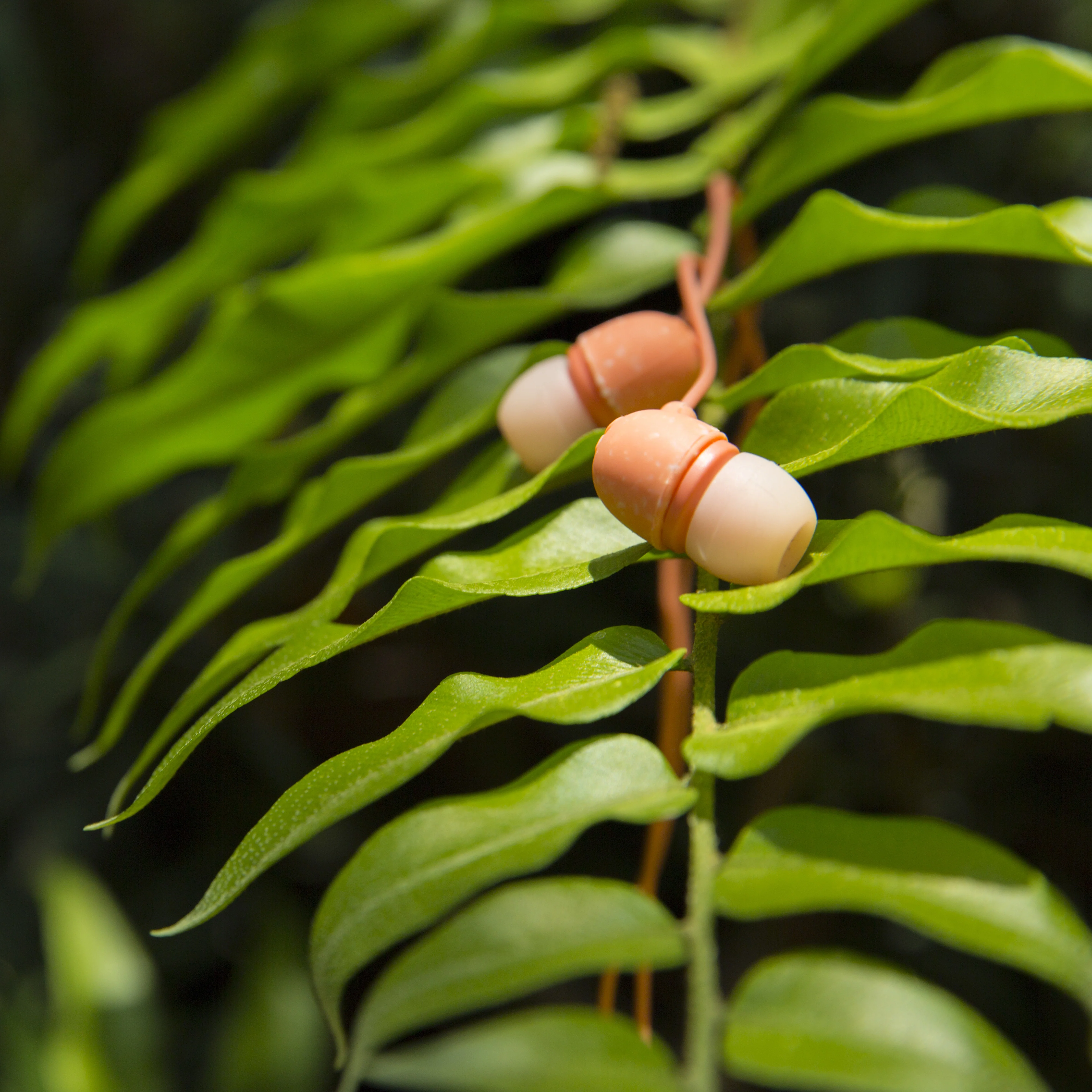 Little Bird In-Ear Earphones - Image 16